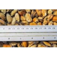 Mussels, 500-700 pcs / kg, meat wholesale