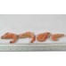 Royal shrimps, cooked / frozen, 40-60 pcs / kg wholesale