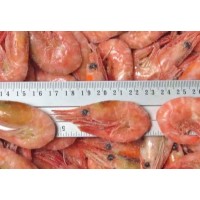 Northern Shrimp, w / m, 150-180 pcs / kg, wholesale