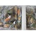 Mussels, green on the half shell, S, 45-60 wholesale