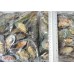 Mussels, green on the half shell, M, 30-45 wholesale