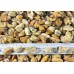 Mussels, 200-300 pcs / kg, 10 kg x 1 wholesale