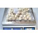 Sea scallop, 60-80 pcs / kg, 20 x 0.5 kg gross