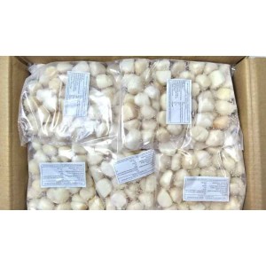 Sea scallop, 40-60 pcs / kg, 20 x 0.5 kg gross