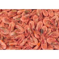 Northern Shrimp, w / m, gross 120 +