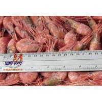 Northern Shrimp, w / m, 90-120, wholesale