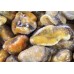 Mussels, 300-500 pcs / kg wholesale
