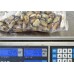 Mussels, 300-500 pcs / kg, 10x1 kg gross