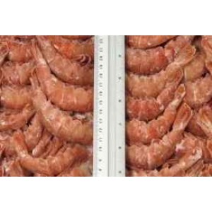 Shrimps Argentina, without a head, in the shell, C1, 30-55 wholesale