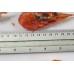 Shrimp, cooked / frozen, 60-80 pcs / kg, without glaze wholesale