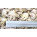 Young octopus 40-60 pcs / kg wholesale