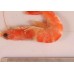 Royal shrimps, glaze. w / o, 71-80 wholesale